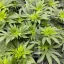 Blimburn Seeds Hanfsamen Girl Scout Cookies Feminisiert
