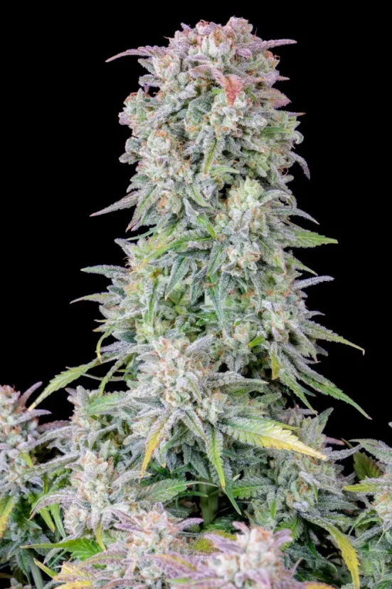 Semințe de canabis Fast Buds Afghan Kush Auto