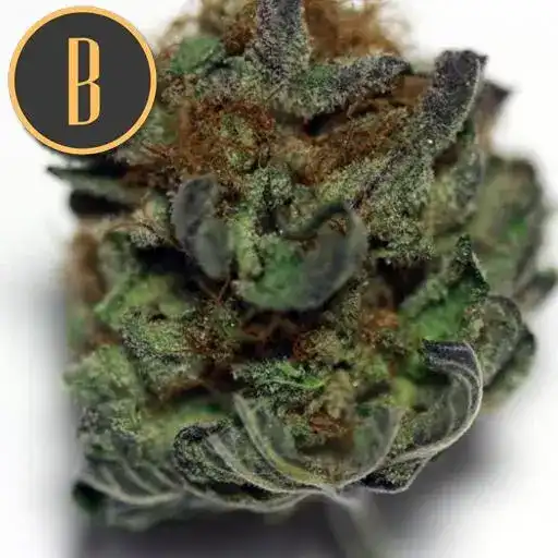 Blimburn Seeds Cannabis Seeds Mamba Negra CBD feminizált
