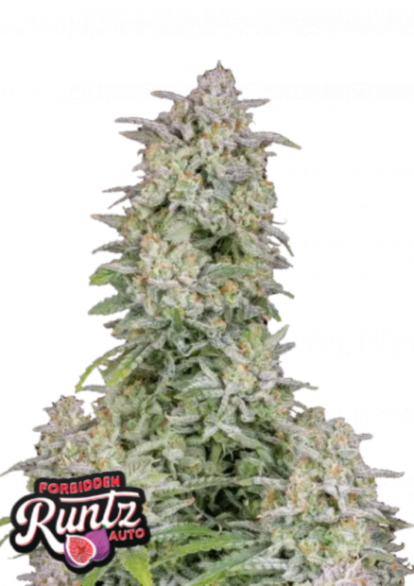 Fast Buds Semi di Cannabis Forbidden Runtz Auto