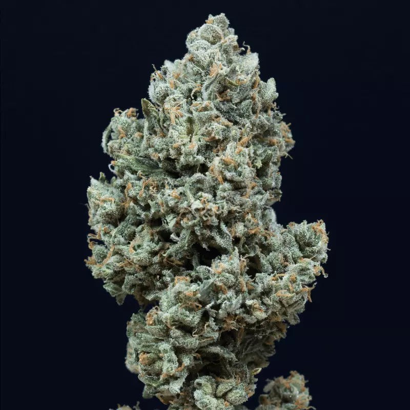 Silent Seeds Seminte de Cannabis Critical + 2.0 Auto Feminizate