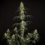 Royal Queen Seeds Seminte de canabis Hulkberry Auto