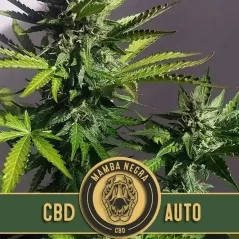 Blimburn Seeds Semena konoplje Mamba Negra CBD Auto