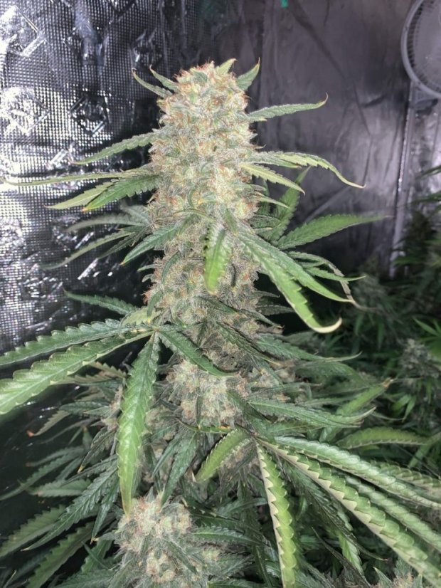 Fast Buds sjemenke konoplje OG Kush Auto