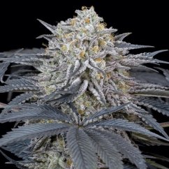 Silent Seeds Graines de cannabis exotiques Watermelon Runtz féminisées