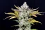 Fast Buds Sjemenke konoplje Gorilla Cookies Auto