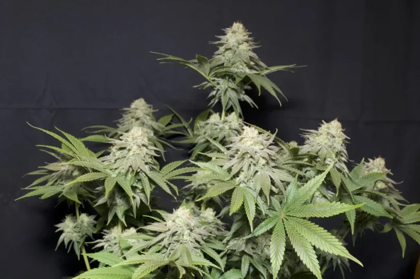 Fast Buds Sjemenke kanabisa Narančasti šerbet FF