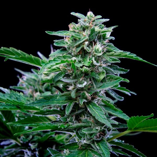 Royal Queen Seeds Cannabis Seeds Stress Killer Auto (korkea CBD)
