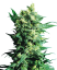 Sensi Seeds Cannabis Shiva Shanti II® Regular, 10 buc