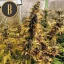 Blimburn Seeds Hanfsamen Zombie Death Fuck Feminisiert