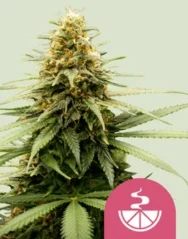 Royal Queen Seeds Kannabisfræ sítrónuskúnk femíniserað