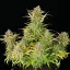 Royal Queen Seeds Seminte de canabis Sweet ZZ Auto