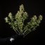 Royal Queen Seeds Seminte de canabis Green Gelato Auto