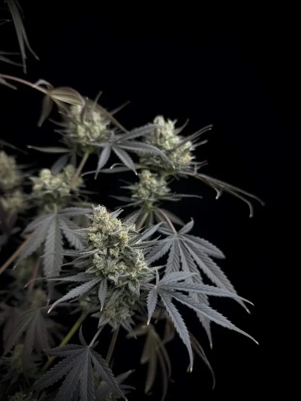 Fast Buds Насіння канабісу Pound Cake Auto