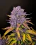 Fast Buds Sjemenke konoplje Purple Lemonade Auto