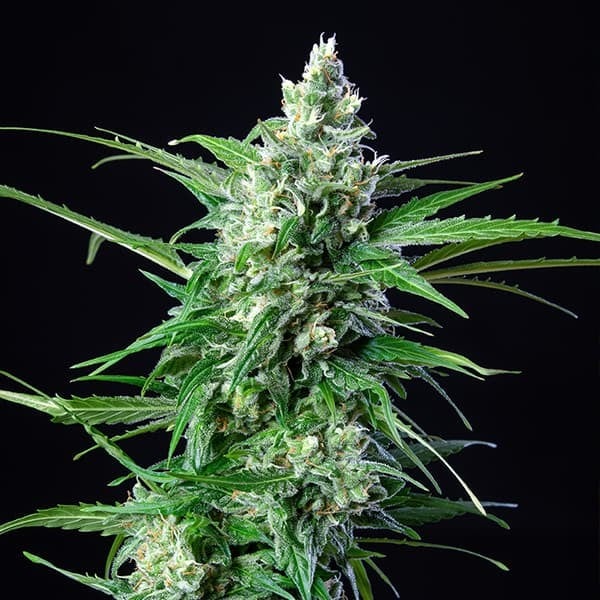 Royal Queen Seeds Semi di cannabis Royal AK Auto