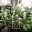 Blimburn Seeds Seminte de canabis Blackberry Moonstones feminizate