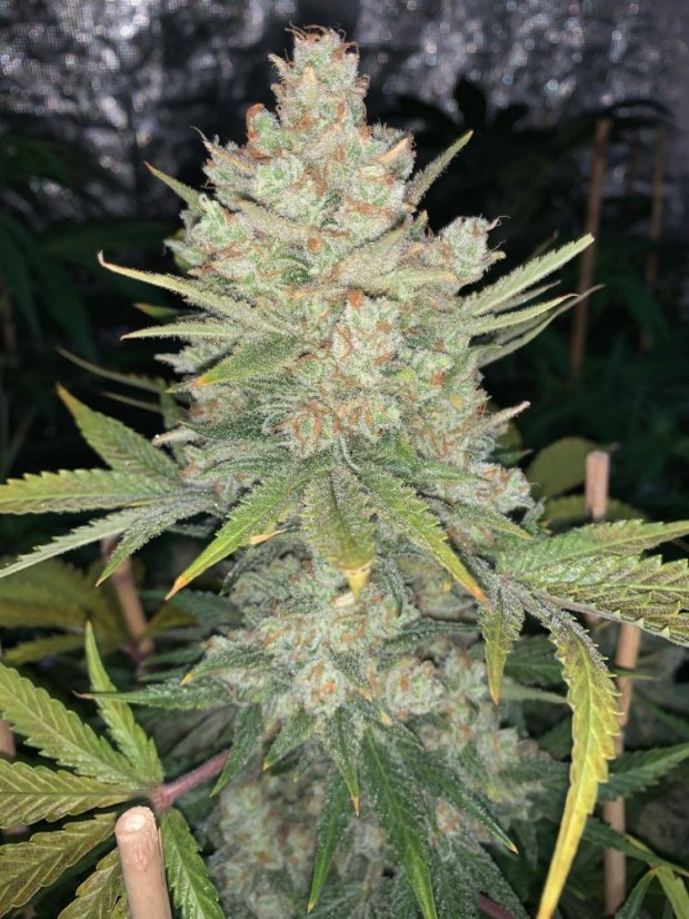 Fast Buds sjemenke konoplje OG Kush Auto