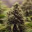 Royal Queen Seeds Seminte de canabis Purple Queen feminizate