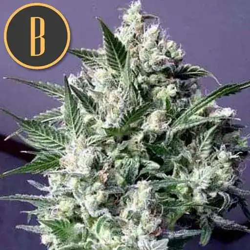 Blimburn Seeds Kanapių sėklos Dama Blanca feminizuotas