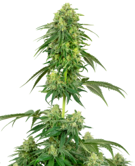 Sensi Seeds Graines de cannabis Strawberry Kush Féminisées par White Label, 3-10 pcs