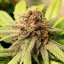 Royal Queen Seeds Semințe de canabis Bubble Kush feminizate