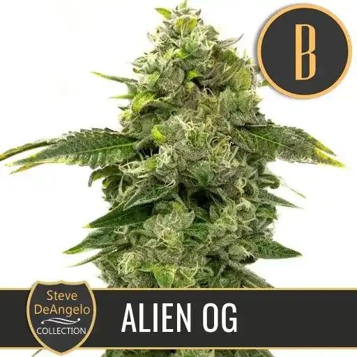 Blimburn Seeds Sjemenke konoplje Alien OG autora Stevea DeAngela Feminized