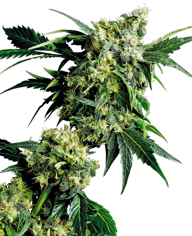 Sensi Seeds Semințe de canabis Mr Nice G13 X Hash Plant® Regular, 10 buc.