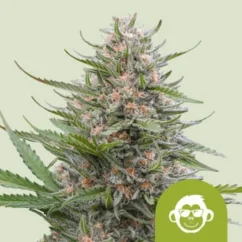Royal Queen Seeds Konopljina semena Grape Ape Auto