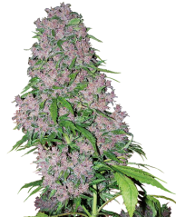 Sensi Seeds Seminte de canabis Purple Bud feminizate de White Label, 3-10 buc