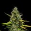Royal Queen Seeds Seminte de canabis Mimosa Auto