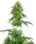 Sensi Seeds Seminte de canabis Strawberry Kush feminizate de White Label, 3-10 buc.