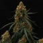 Royal Queen Seeds Semillas de cannabis Gaia F1 Auto