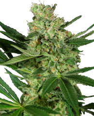 Sensi Seeds Seminte de canabis Pumpkin Spice feminizate, 3-10 buc
