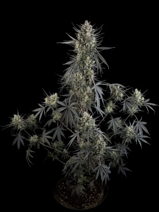 Fast Buds Насіння канабісу Pound Cake Auto