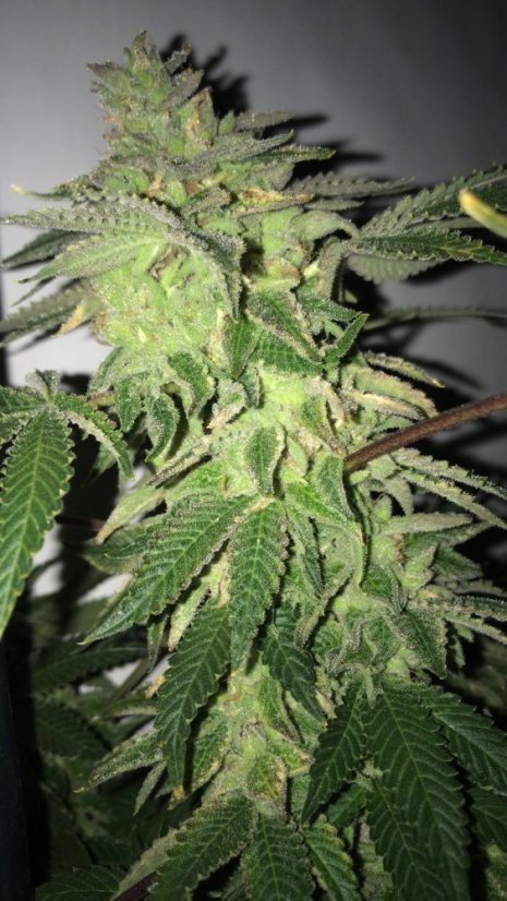 T.H.Seeds™ Seminte de canabis Shiloh Z, pachet 5+1, feminizate