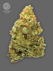 The Bulldog Seeds TB Lemon Haze Auto, 3 a 5 ks
