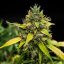 Royal Queen Seeds Seminte de canabis Sherbet Queen Auto