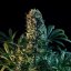 Royal Queen Seeds Cannabis Seeds Royal Medic Feminized (korkea CBD)