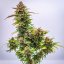 Royal Queen Seeds Semințe de canabis Bubble Kush Auto