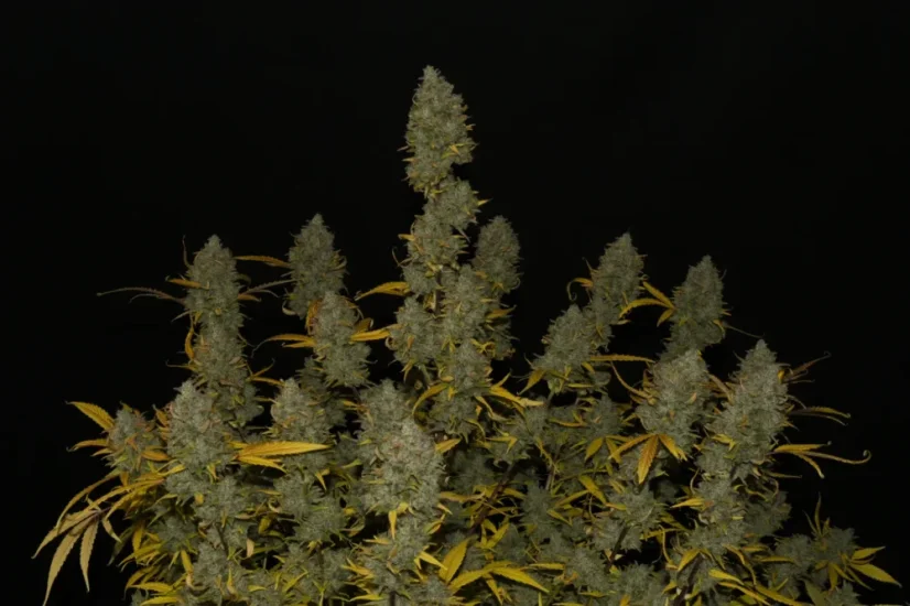 Fast Buds Biji Ganja Gelato Otomatis