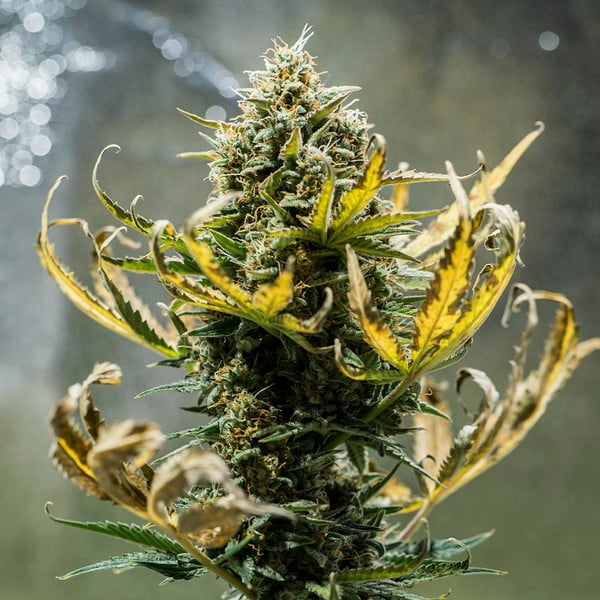 Royal Queen Seeds Seminte de canabis Fat Banana Auto