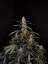 Fast Buds Sjemenke konoplje Amnesia Haze Auto