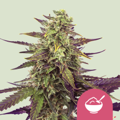 Royal Queen Seeds Cannabis Seeds Gabonatej Nőiesített