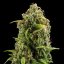 Royal Queen Seeds Seminte de canabis Diesel Auto