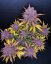 Fast Buds Sjemenke konoplje Purple Lemonade Auto