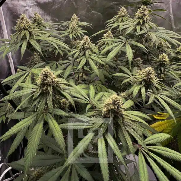 Blimburn Seeds Semi di Cannabis Cafe Racer Femminizzati