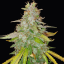 Doctor´s Choice Семена Niagara Auto Feminized