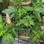 Blimburn Seeds Cannabiszaden Blue Dream Gefeminiseerd