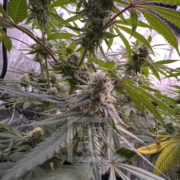Blimburn Seeds Cannabis Seeds Cafe Racer Feminiseret